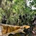 Rivers: Troops Uncover Illegal Oil Bunkering Site in Etche