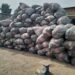 NDLEA Nabs Most Wanted Lagos Drug Baron, Temo
