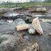 Navy Shuts Down Five Illegal Refineries in Rivers State