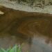 Rivers: Fresh Oil Spill Hits Ogoni Community